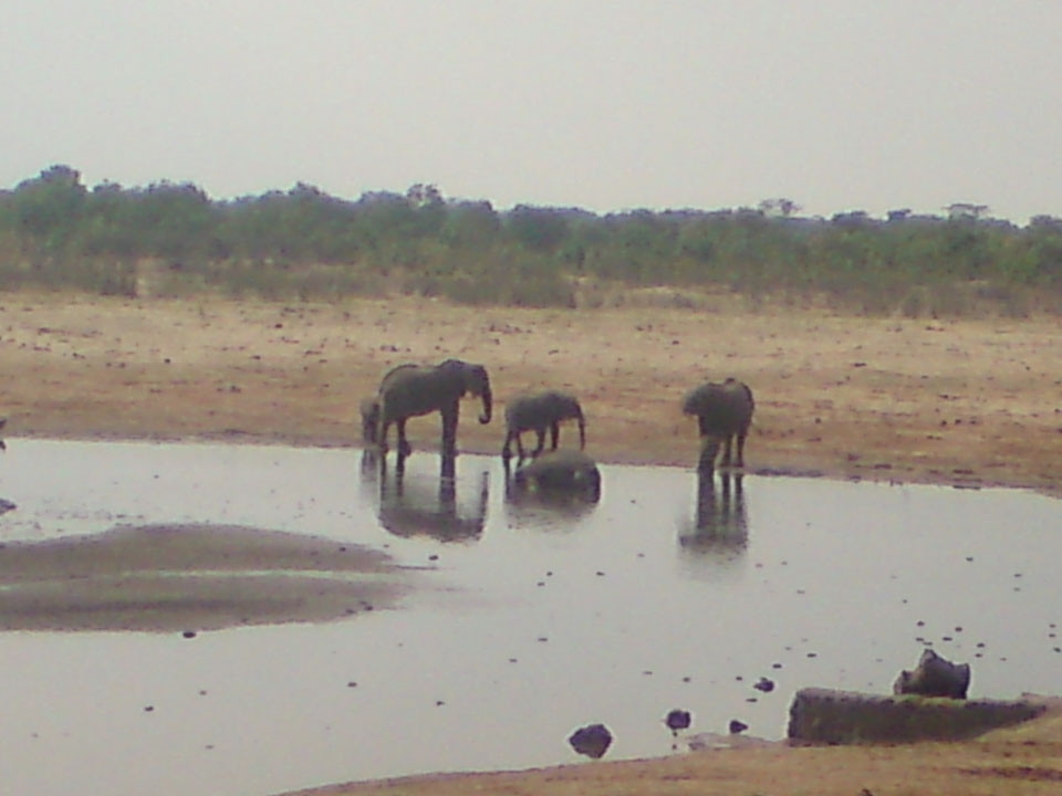 Elephants Drinking Water