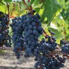 Today’s wine – Vin de Pays du Val de Loire Chardonnay